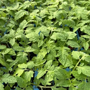 San Marzano Tomato Live Plant - 3 Pack, 6-10 inches, Outdoor, Red Pear-Shaped - Image 1