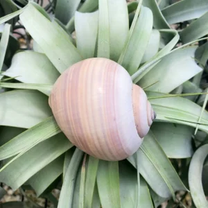 Sea Snail Shell - Natural Ethically Sourced Sea Shell - 2-3 Inches - Image 2