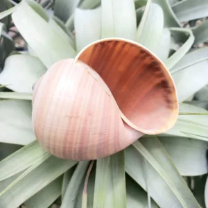Sea Snail Shell - Natural Ethically Sourced Sea Shell - 2-3 Inches - Image 3