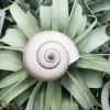 Sea Snail Shell - Natural Ethically Sourced Sea Shell - 2-3 Inches - Image 1