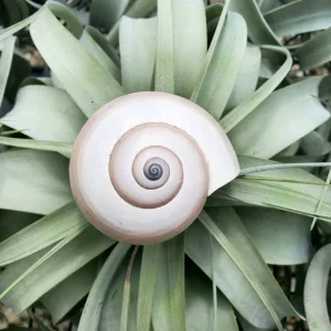 Sea Snail Shell - Natural Ethically Sourced Sea Shell - 2-3 Inches - Image 1