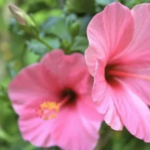 Seminole Pink Hibiscus Live Plant - 2 Pack, 5-9 in, Tropical Rosa-Sinensis, Outdoor - Image 2