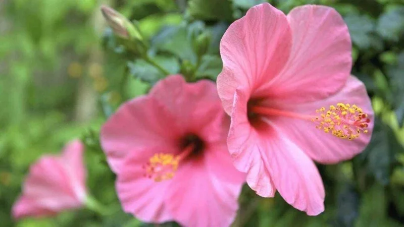 Seminole Pink Hibiscus Live Plant - 2 Pack, 5-9 in, Tropical Rosa-Sinensis, Outdoor - Image 2