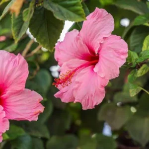 Seminole Pink Hibiscus Live Plant - 2 Pack, 5-9 in, Tropical Rosa-Sinensis, Outdoor - Image 3