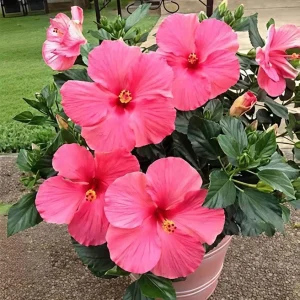 Seminole Pink Hibiscus Live Plant - 2 Pack, 5-9 in, Tropical Rosa-Sinensis, Outdoor - Image 4