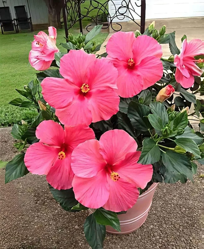 Seminole Pink Hibiscus Live Plant - 2 Pack, 5-9 in, Tropical Rosa-Sinensis, Outdoor - Image 4