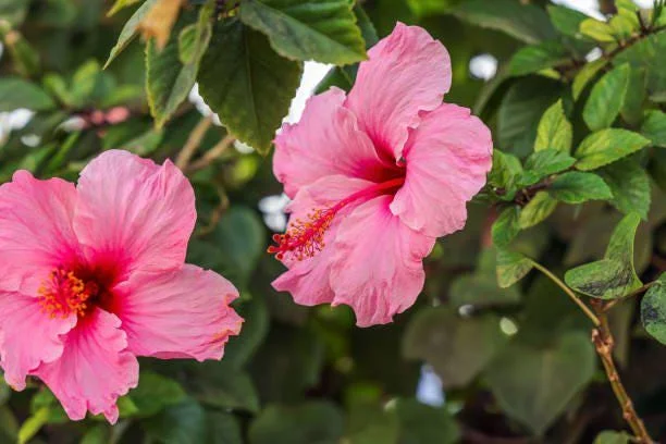 Seminole Pink Hibiscus Live Plant - 2 Pack, 5-9 in, Tropical Rosa-Sinensis, Outdoor - Image 1