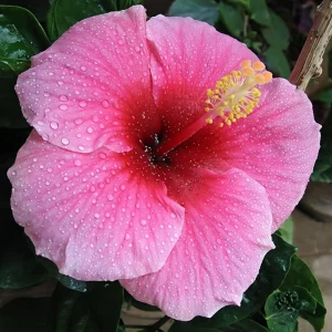 Seminole Pink Hibiscus Live Plant - 2 Pack, 5-9 in, Tropical Rosa-Sinensis, Outdoor - Image 5
