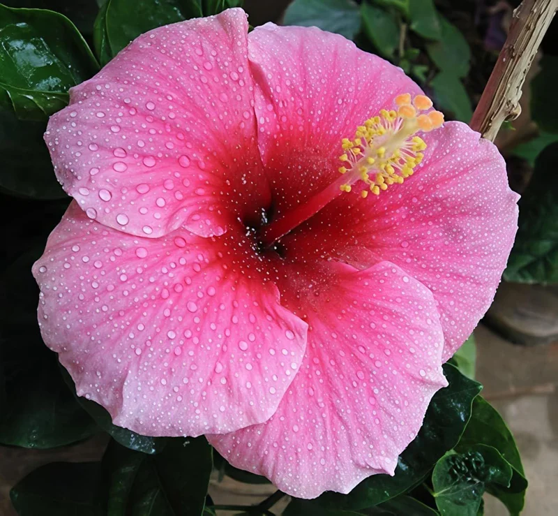 Seminole Pink Hibiscus Live Plant - 2 Pack, 5-9 in, Tropical Rosa-Sinensis, Outdoor - Image 5