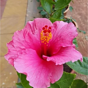 Seminole Pink Hibiscus Live Plant - 2 Pack, 5-9 in, Tropical Rosa-Sinensis, Outdoor - Image 6