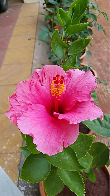 Seminole Pink Hibiscus Live Plant - 2 Pack, 5-9 in, Tropical Rosa-Sinensis, Outdoor - Image 6