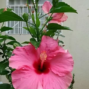 Seminole Pink Hibiscus Live Plant - 2 Pack, 5-9 in, Tropical Rosa-Sinensis, Outdoor - Image 7