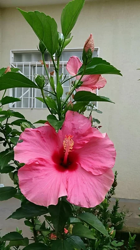 Seminole Pink Hibiscus Live Plant - 2 Pack, 5-9 in, Tropical Rosa-Sinensis, Outdoor - Image 7