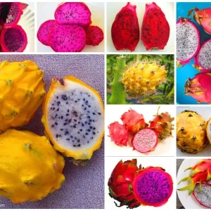 Set of 2 Dragon Fruit Cuttings Mix - Live Plant Pitaya Starter - Image 2