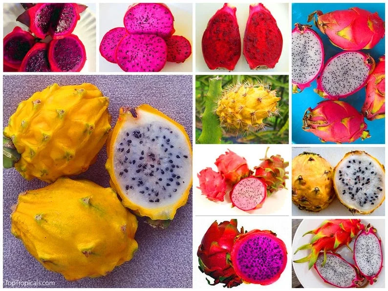 Set of 2 Dragon Fruit Cuttings Mix - Live Plant Pitaya Starter - Image 2
