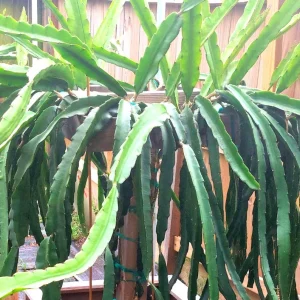 Set of 2 Dragon Fruit Cuttings Mix - Live Plant Pitaya Starter - Image 3