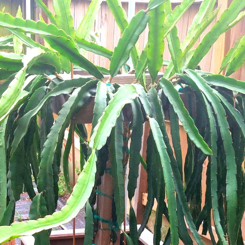 Set of 2 Dragon Fruit Cuttings Mix - Live Plant Pitaya Starter - Image 3