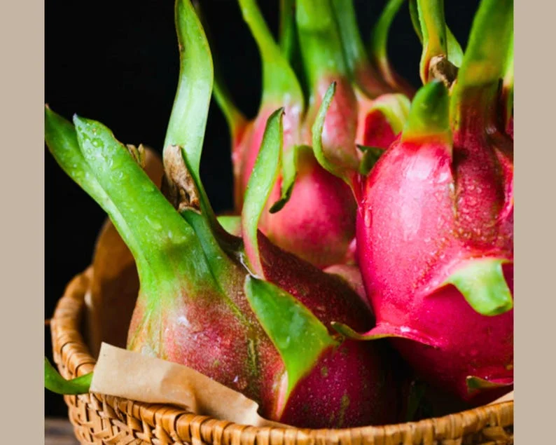 Set of 2 Dragon Fruit Cuttings Mix - Live Plant Pitaya Starter - Image 1