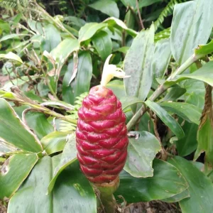 Shampoo Ginger Live Plant (Zingiber zerumbet) - 6-8 Inch Tropical Starter - Image 2