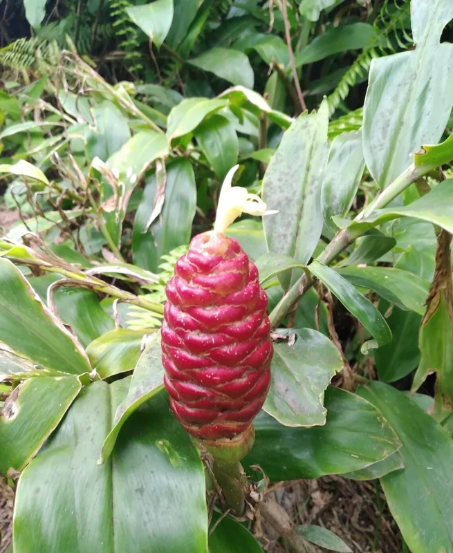 Shampoo Ginger Live Plant (Zingiber zerumbet) - 6-8 Inch Tropical Starter - Image 2