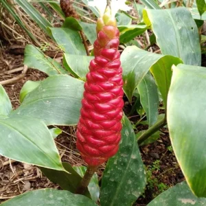 Shampoo Ginger Live Plant (Zingiber zerumbet) - 6-8 Inch Tropical Starter - Image 3