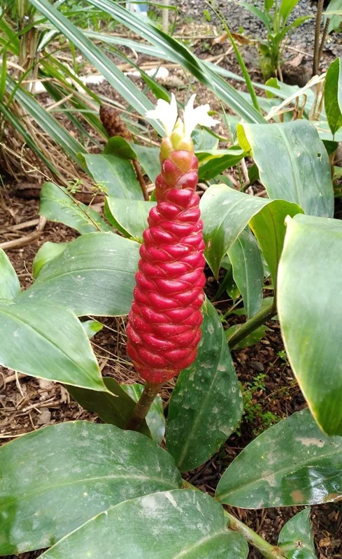 Shampoo Ginger Live Plant (Zingiber zerumbet) - 6-8 Inch Tropical Starter - Image 3