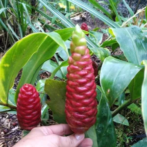 Shampoo Ginger Live Plant (Zingiber zerumbet) - 6-8 Inch Tropical Starter - Image 4