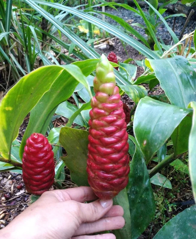 Shampoo Ginger Live Plant (Zingiber zerumbet) - 6-8 Inch Tropical Starter - Image 4