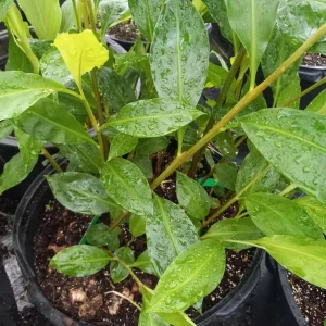 Shampoo Ginger Live Plant (Zingiber zerumbet) - 6-8 Inch Tropical Starter - Image 1