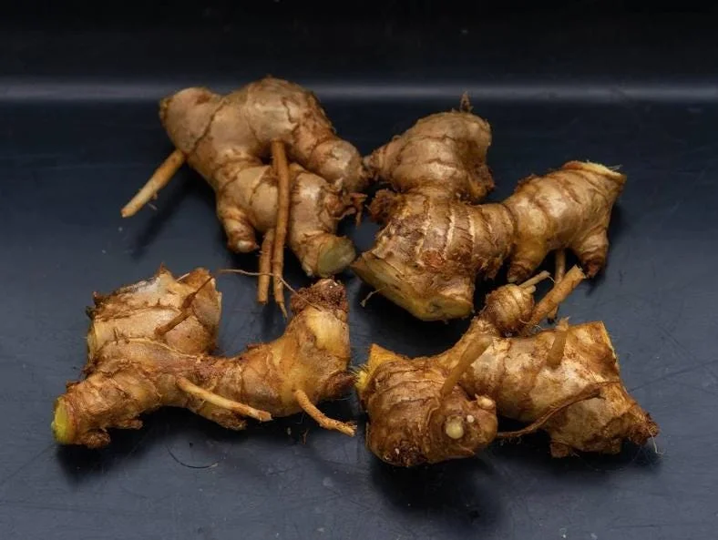 Shampoo Ginger Rhizomes - 4 Pack - Zingiber zerumbet - Live Plant - Image 3