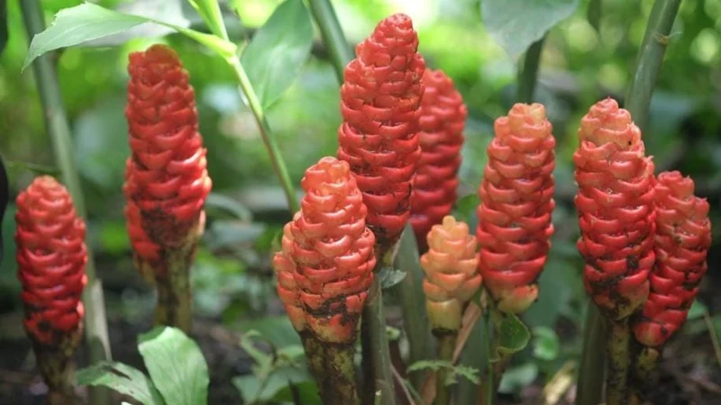 Shampoo Ginger Rhizomes - 4 Pack - Zingiber zerumbet - Live Plant - Image 4