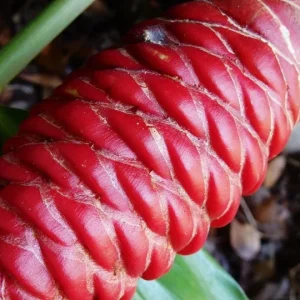 Shampoo Ginger Rhizomes - 4 Pack - Zingiber zerumbet - Live Plant - Image 1