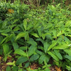 Shampoo Ginger Rhizomes - 5 Pack Live Bare Root Pinecone Ginger (Zingiber zerumbet) for Indoor/Outdoor Tropical Gardens - Image 4