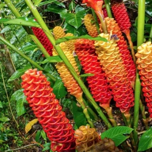 Shampoo Ginger Rhizomes - 5 Pack Live Bare Root Pinecone Ginger (Zingiber zerumbet) for Indoor/Outdoor Tropical Gardens - Image 6