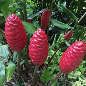 Shampoo Ginger Rhizomes - 5 Pack Live Bare Root Pinecone Ginger (Zingiber zerumbet) for Indoor/Outdoor Tropical Gardens - Image 9