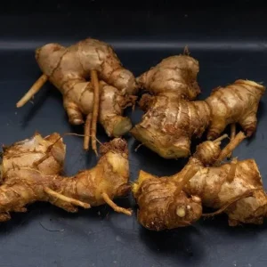 Shampoo Ginger Rhizomes – Live Zingiber zerumbet Plant – Pack of 3 Bare Root - Image 2