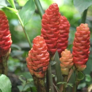 Shampoo Ginger Rhizomes – Live Zingiber zerumbet Plant – Pack of 3 Bare Root - Image 3