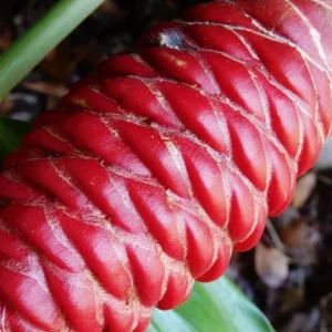 Shampoo Ginger Rhizomes – Live Zingiber zerumbet Plant – Pack of 3 Bare Root - Image 7