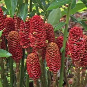 Shampoo Ginger Rhizomes – Live Zingiber zerumbet Plant – Pack of 3 Bare Root - Image 8