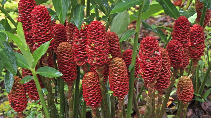 Shampoo Ginger Rhizomes – Live Zingiber zerumbet Plant – Pack of 3 Bare Root - Image 8