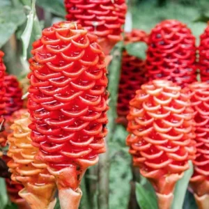 Shampoo Ginger Rhizomes – Live Zingiber zerumbet Plant – Pack of 3 Bare Root - Image 1