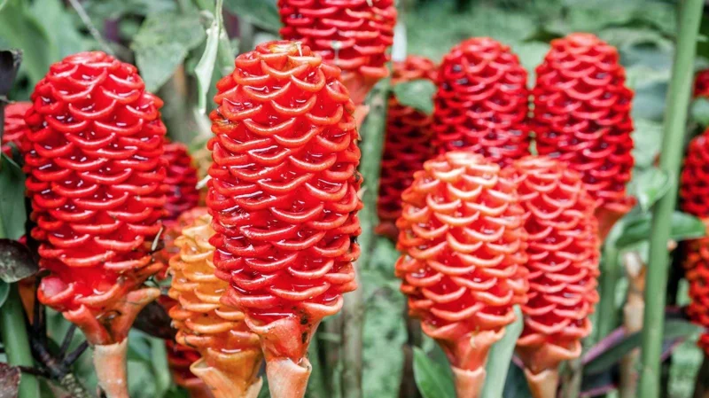 Shampoo Ginger Rhizomes – Live Zingiber zerumbet Plant – Pack of 3 Bare Root - Image 1