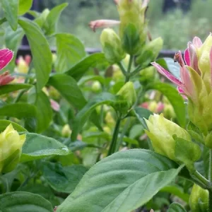 Shrimp Plant 'Fruit Cocktail' (Beloperone Guttata) - Pack of 3 Live Starter Plants - 4-6 Inches Tall - Multi-Colored Blooms - Image 3