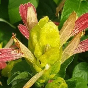 Shrimp Plant 'Fruit Cocktail' (Beloperone Guttata) - Pack of 3 Live Starter Plants - 4-6 Inches Tall - Multi-Colored Blooms - Image 7