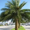 Silvester Date Palm Live Plant – 8-10 inch – Half Gallon Pot – Outdoor - Image 1