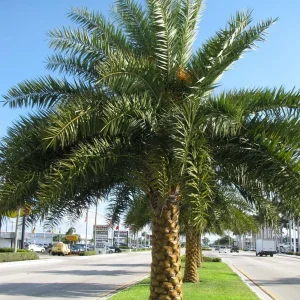 Silvester Date Palm Live Plant – 8-10 inch – Half Gallon Pot – Outdoor - Image 1