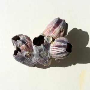 Small Barnacle Planter Coastal Home Decor 3-5 inch - Image 4