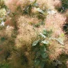 Smokebush Live Plant - Cotinus Deciduous Tree - Approx 5-7 Inch Tall - Image 1