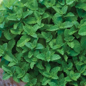 Spearmint Live Plant - 2 Pack Herb Starters - Culinary Garden Mint - USDA Zones 3-11 - Image 2
