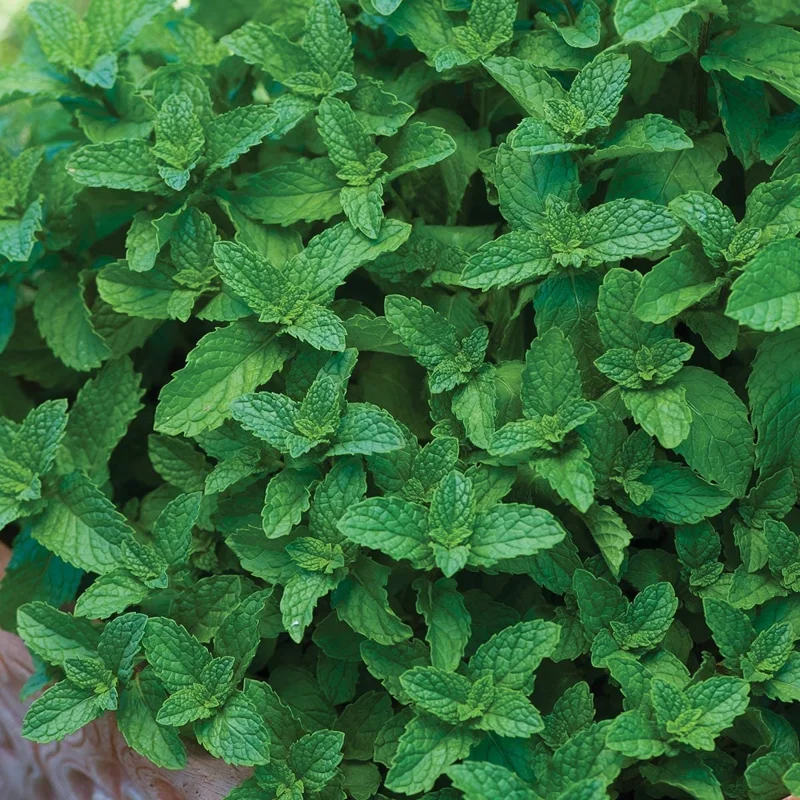 Spearmint Live Plant - 2 Pack Herb Starters - Culinary Garden Mint - USDA Zones 3-11 - Image 2